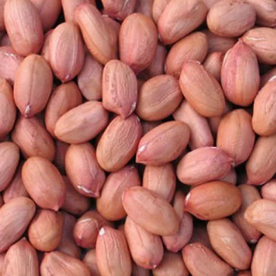 Groundnut